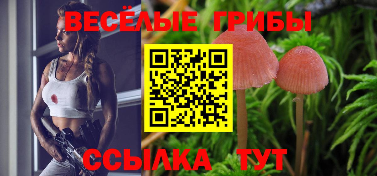 Волхов  Псилоцибиновые грибы Psilocybe  цена   Вход с VPN 